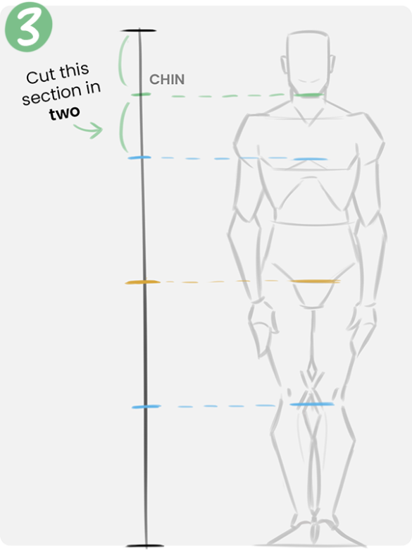ZEPHY Drawing the Human Body: Getting Proportions Right
