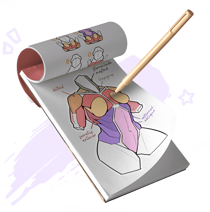 Notepad anatomy muscles Notepad anatomy muscles