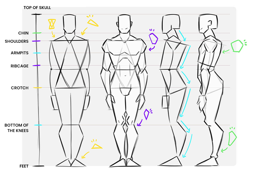 ZEPHY | Drawing the Human Body: Getting Proportions Right