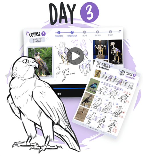 free beginner drawing course day 3: anatomy and details